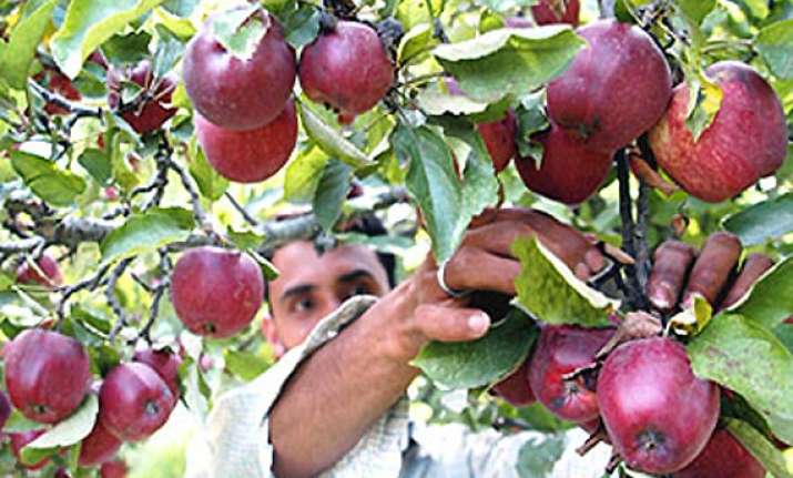 himachal s apple basket bountiful this season