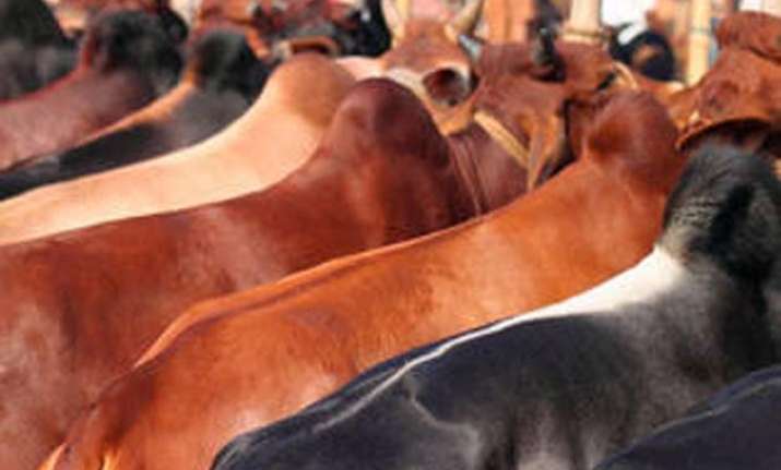 after maharashtra beef sale banned in haryana