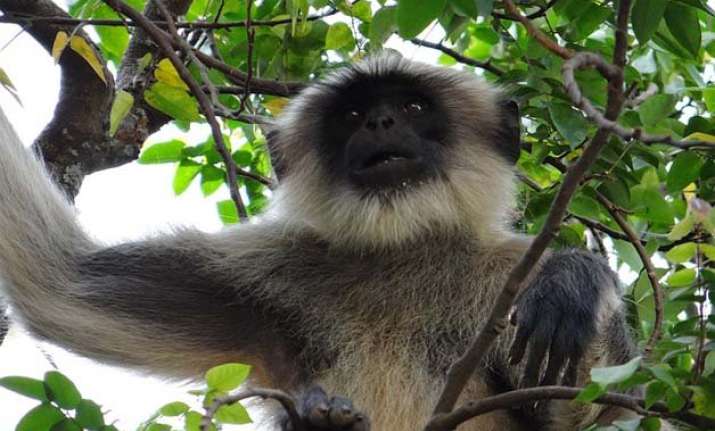 embrace african wildlife conservation laws