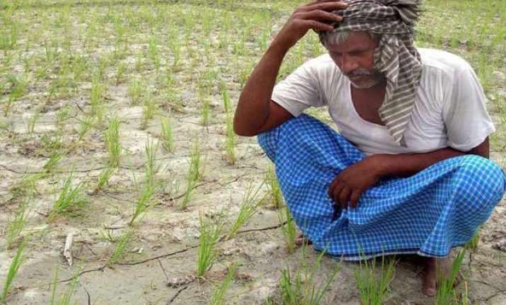 weather god ruins farmers in punjab haryana