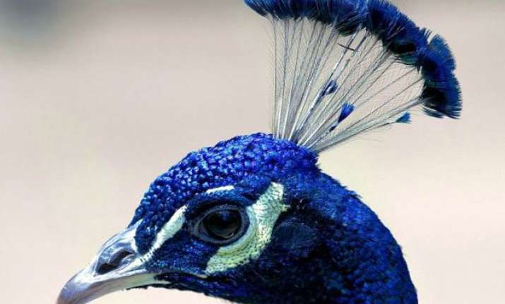 Peacocks Found Dead In Nashik. |India TV News | India News – India TV