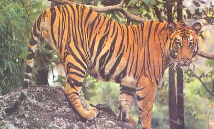 melghat tiger project turns 41