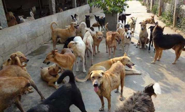 Kerala Gram Panchayats pass resolution to export stray dog ...