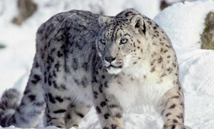 wwf calls for urgent action to protect snow leopards in