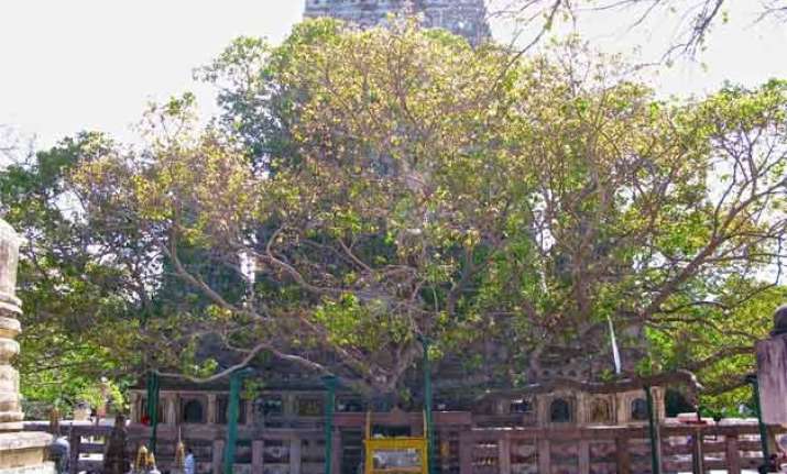 india to gift bodhi tree sapling to china mongolia