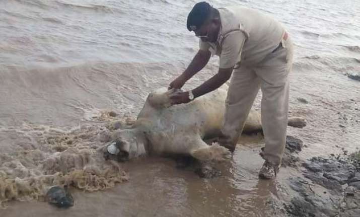 gujarat flash floods killed 10 lions about 90 spotted deer