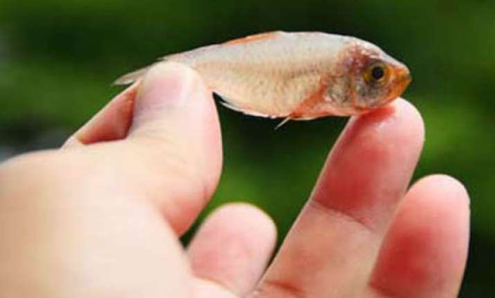 india s first fish hospital to come up in kolkata