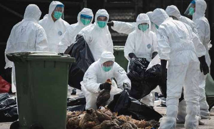 more than 8 000 birds culled up as bird flu strikes back