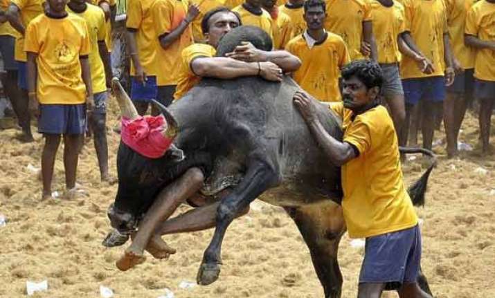 peta slams centre s decision to allow jallikattu