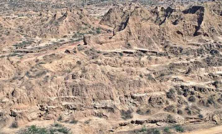 notorious chambal ravines to host india s biggest bird