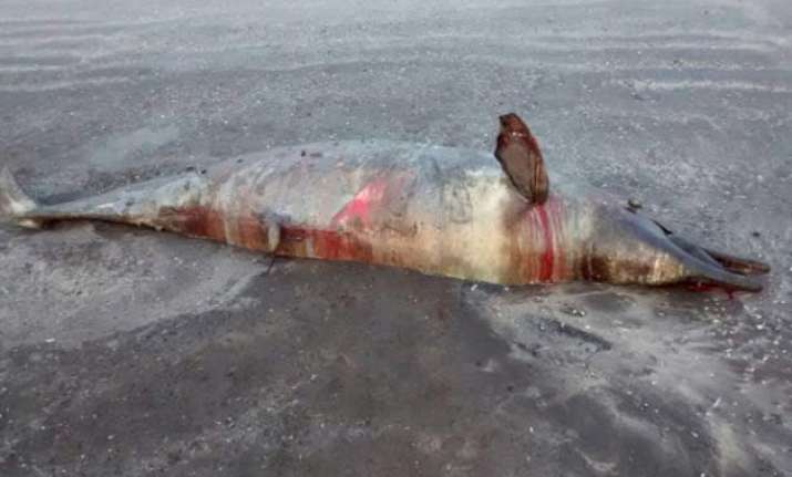 dead dolphin washed ashore at mumbai beach