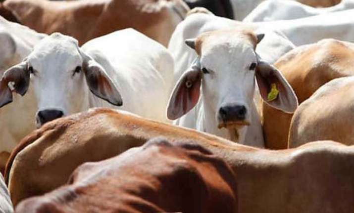 after maharashtra ban beef in short supply in goa