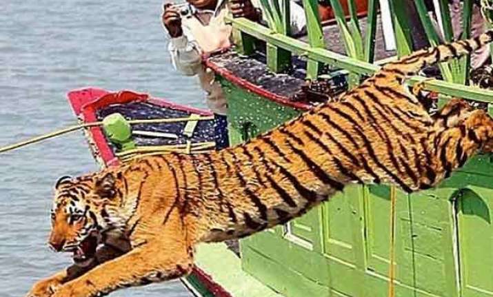 tiger drags away man injures another