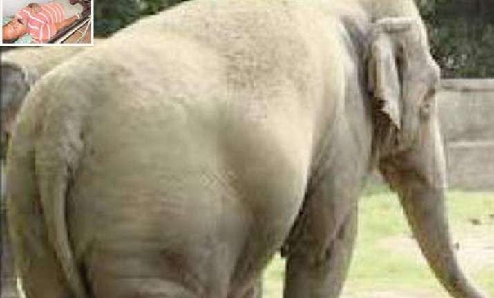 female elephant in odisha zoo throws away mahout with her