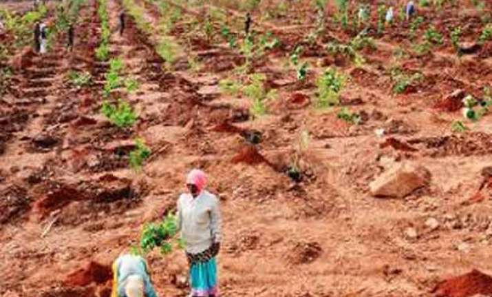 faridabad plants over 2 lakh saplings in 3 hours makes it