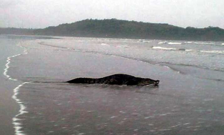 crocodile spotted at goa beach photos go viral
