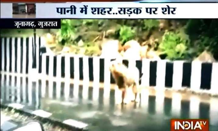 heavy rains take a toll of five asiatic lions in gujarat