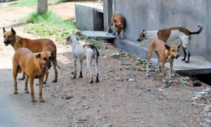 up man arrested for torturing minors to cook dog meat