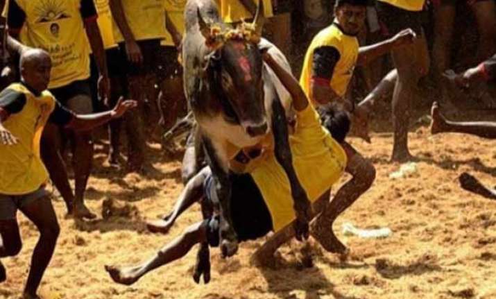 sc to hear petitions to quash jallikattu notification