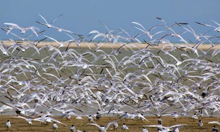 7.61 lakh birds thronged odisha s chilika lake this winter