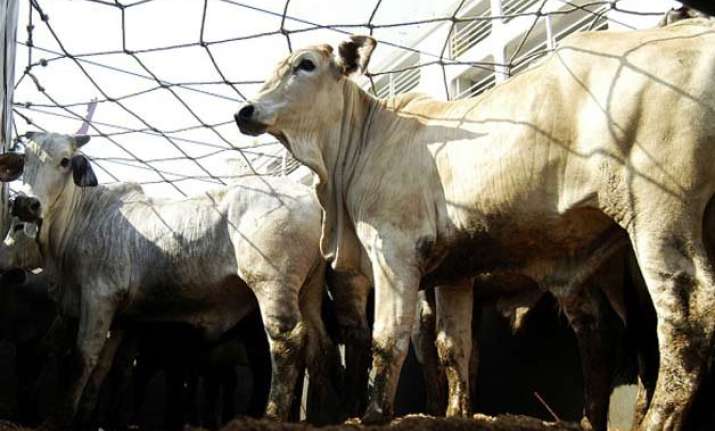 alleged cow smuggler lynched in himachal pradesh
