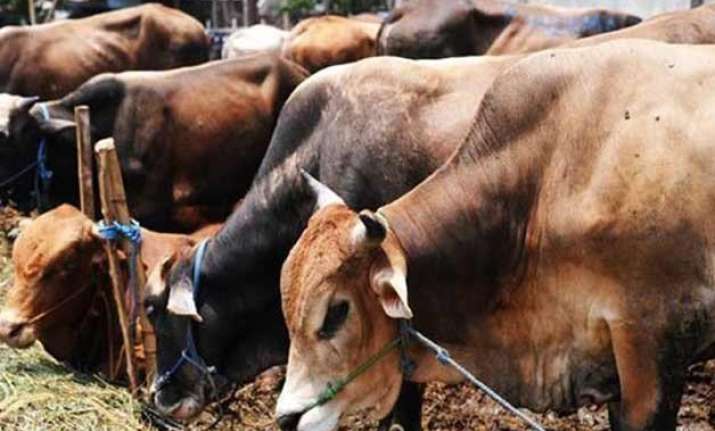 government to set up labs at ports to check illegal cow