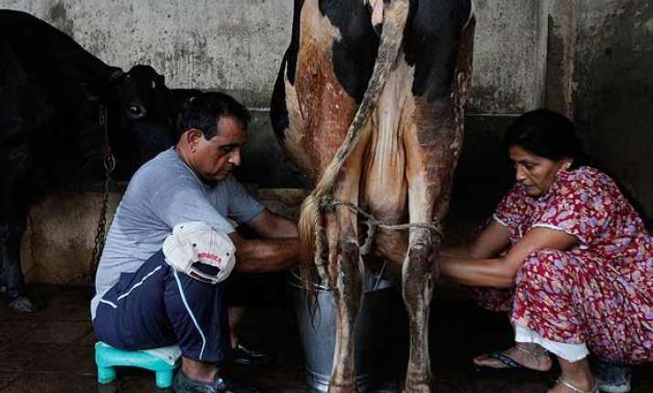 for india milk is more than a drink it s a gift from gods