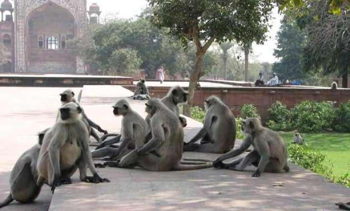 langurs to provide security at railway stations in agra