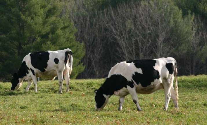 the british origin of cow slaughter in india