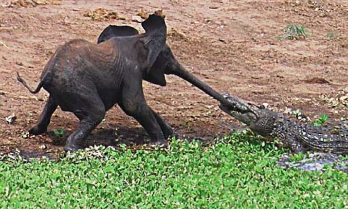 Crocodile Caught Hold Of Baby Elephant's Trunk In African Waterhole ...