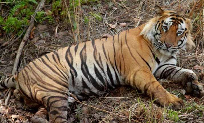 tiger population in north east up