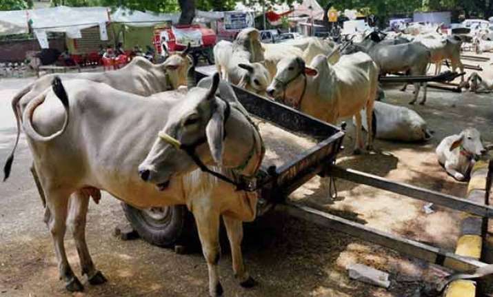 beef ban pmo seeks law ministry s opinion on cow slaughter