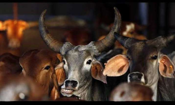 beef ban is nothing but diversion from core issues congress