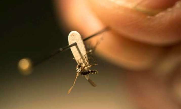 zika virus centre issues guidelines warns against travel to