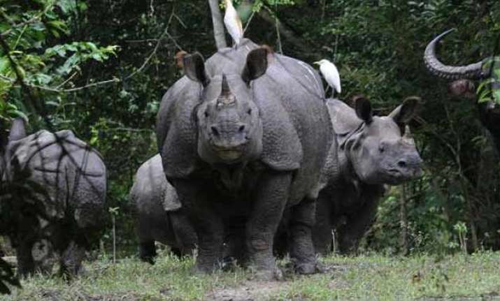 2 rhinos killed by poachers in kaziranga horns removed
