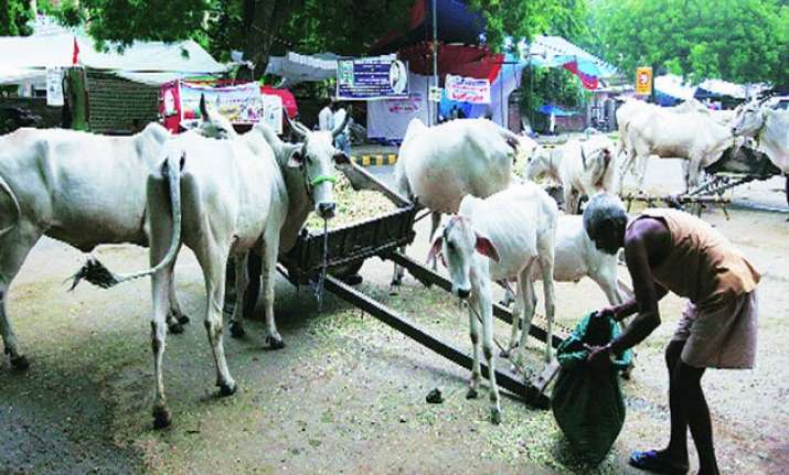 two held for cow slaughter under maharashtra s beef ban law