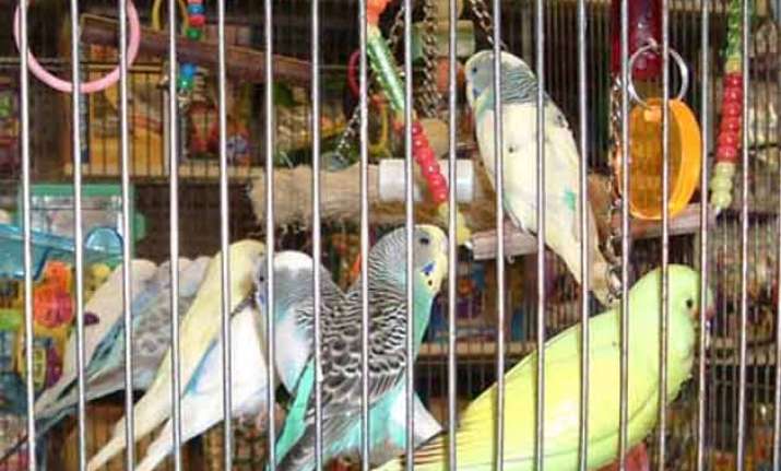 birds have fundamental rights can t be kept in cages delhi