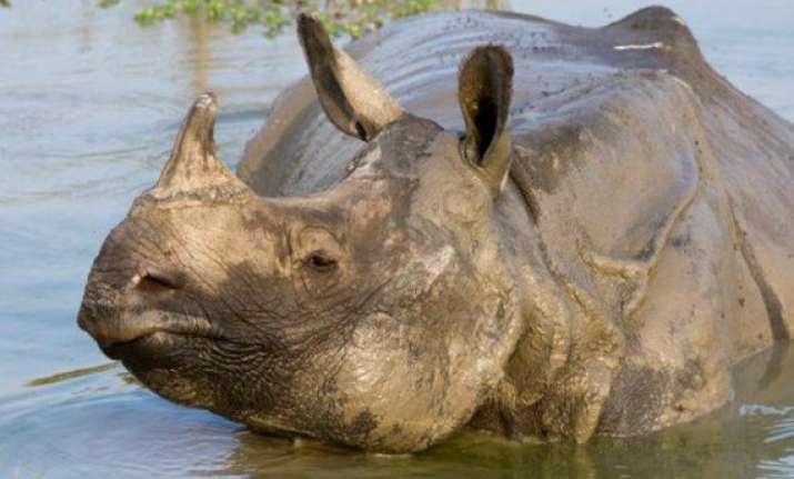 oldest female rhino of dudhwa tiger reserve dies