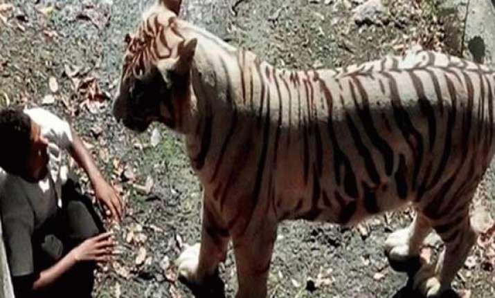 zoo tiger attack hc notice on plea for compensation