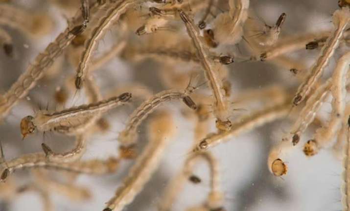 zika vaccine claim hope or hype
