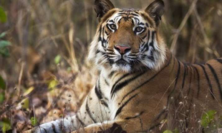 man eater tiger kills 10 yr old in up
