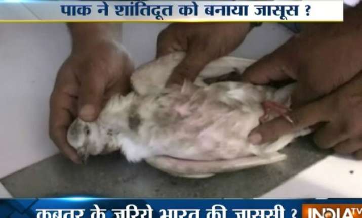 pakistani spy pigeon detained in patankot