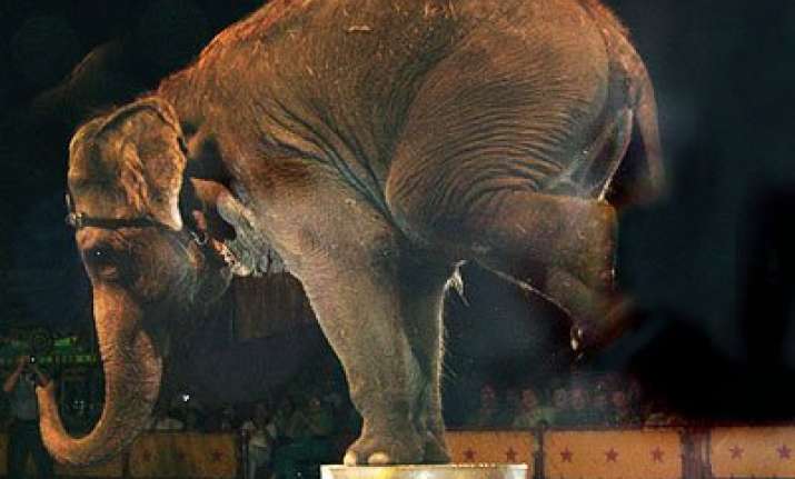 elephants still being subjected to torture in circuses peta