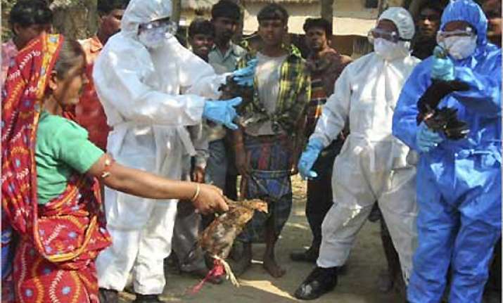 india free from bird flu govt