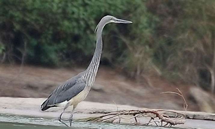 15-indian-bird-species-among-globally-endangered-india-news-india-tv