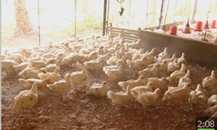 Kerala Sends Back 10 Tonnes Of Poultry Back to TN - Kerala SenDs Ba13859