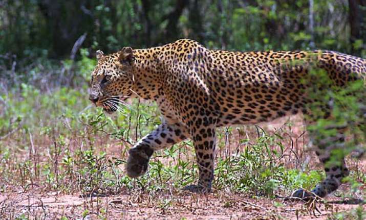 leopard caught in tea garden in jalpaiguri district