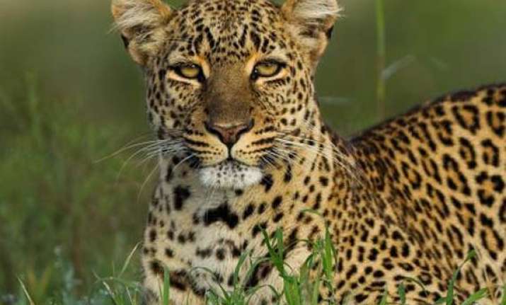 leopard enters iit campus