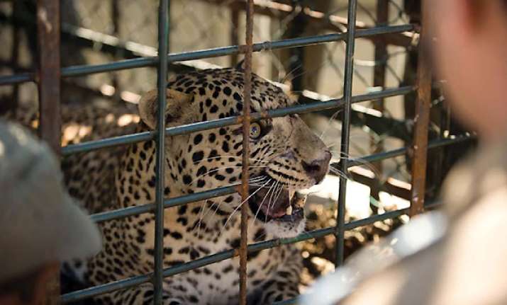 leopard caught on the fence of beml campus in karnataka