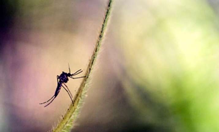malaria scare in monsoon haunting people